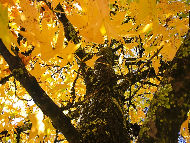 YellowPhotography by Phil Bell